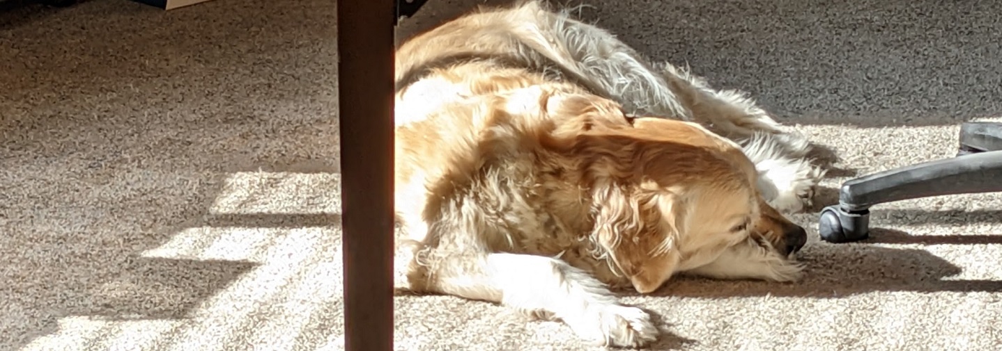 Sunbathing-Dog our dog loves laying in the sun