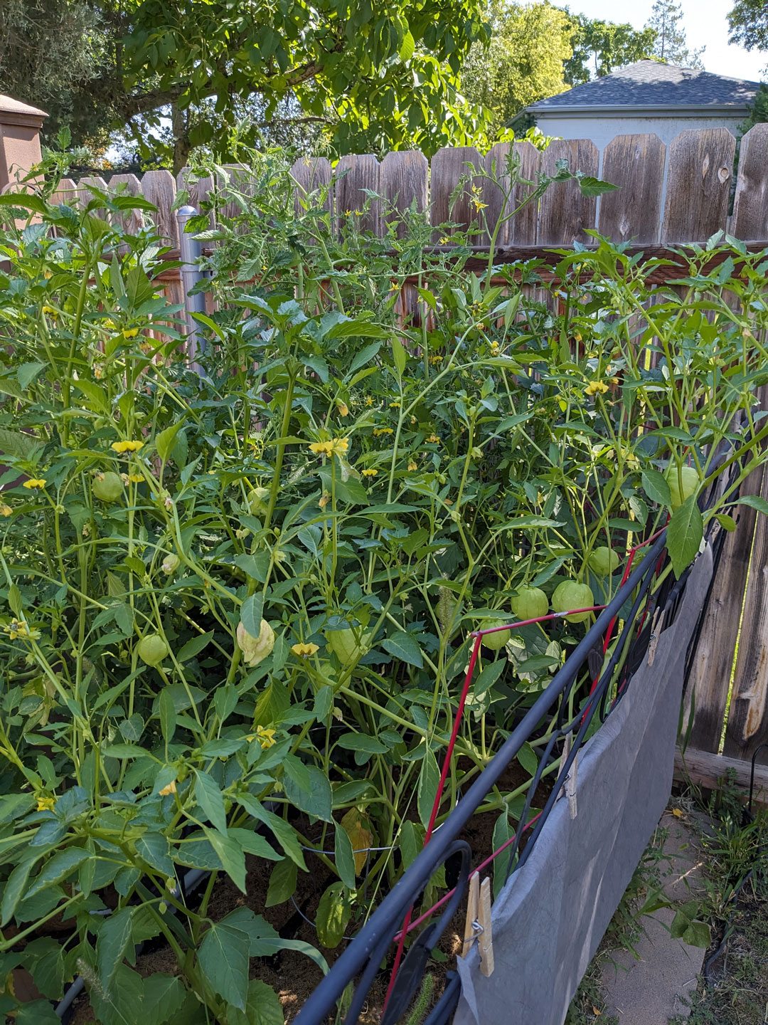 My garden