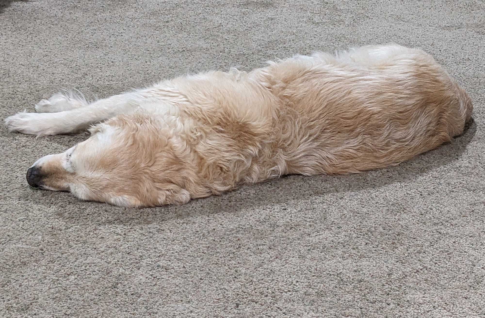sleeping-dog my golden retriever sleeping nearby